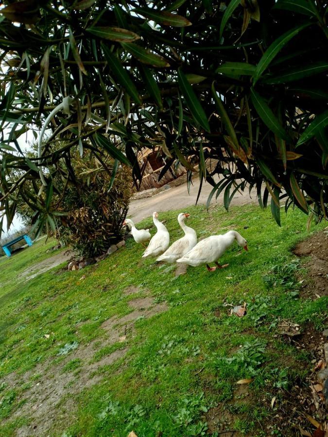 Ferme D'Hote La Vallee Azrou Eksteriør bilde